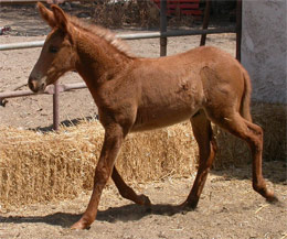 Foal Cavort