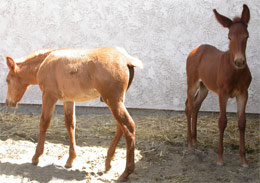Foals Fmisht and Cavort