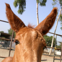 Foal Cavort's Ears